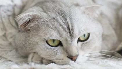 爱游戏体育-中国男子篮球联赛赛场上演惊天逆转，中国男子篮球比赛