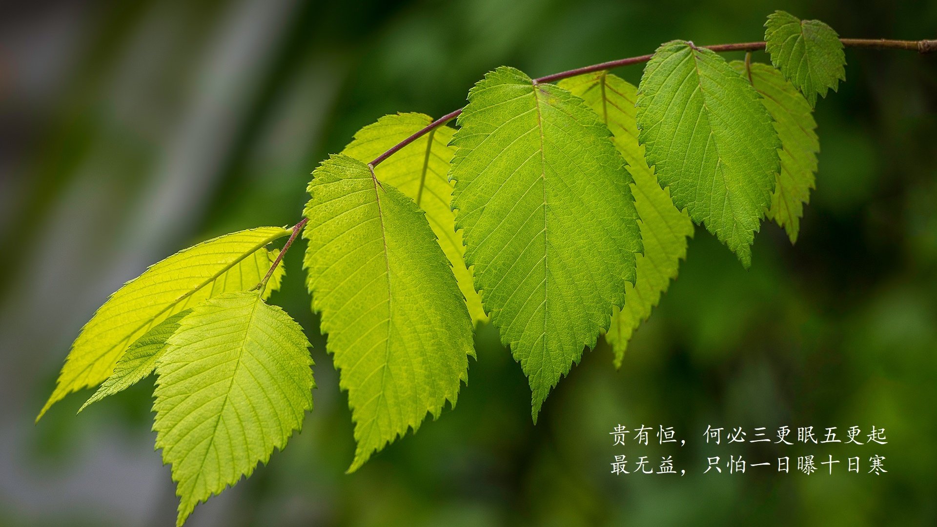 尤文图斯球迷支持热烈，尤文图斯夏季引援