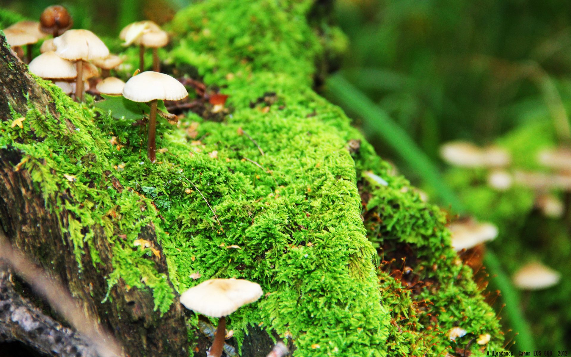 中国香港队如何在国际乒联混合团体世界杯赛场上脱颖而出,乒乓球香港队