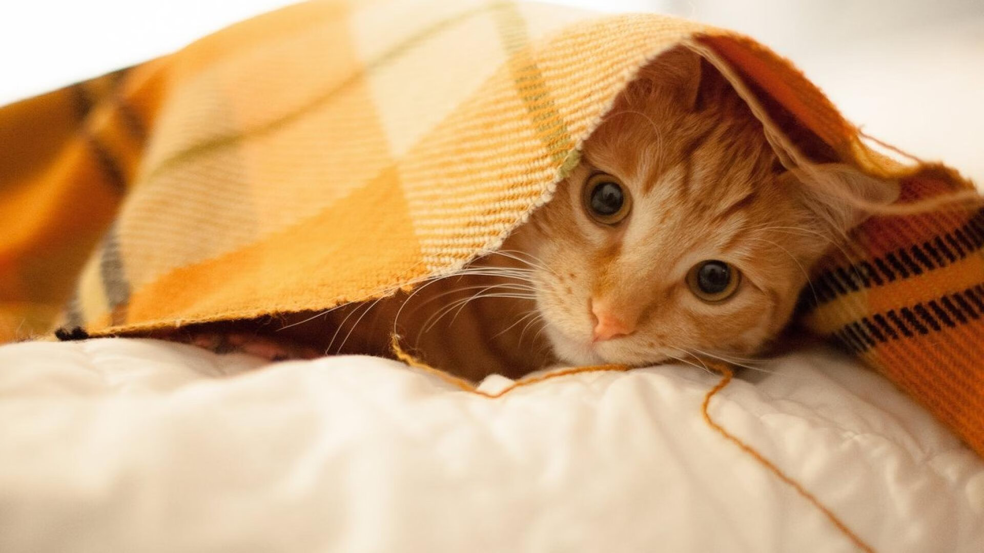 短道速滑世界杯开赛 中国队多人晋级决赛,短道速滑世界杯中国队名单