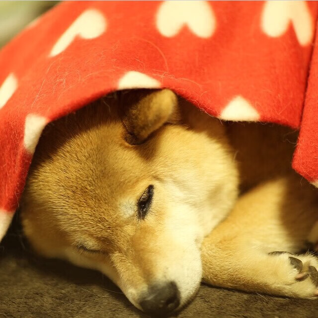 辽宁飞豹调整阵容结构适应不同比赛节奏，辽宁飞豹队员集体照