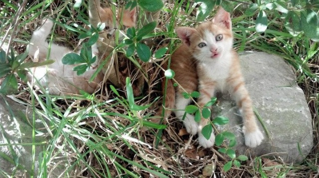 重赛与变阵对冲击争冠降级局势反转走向分析，重赛依然