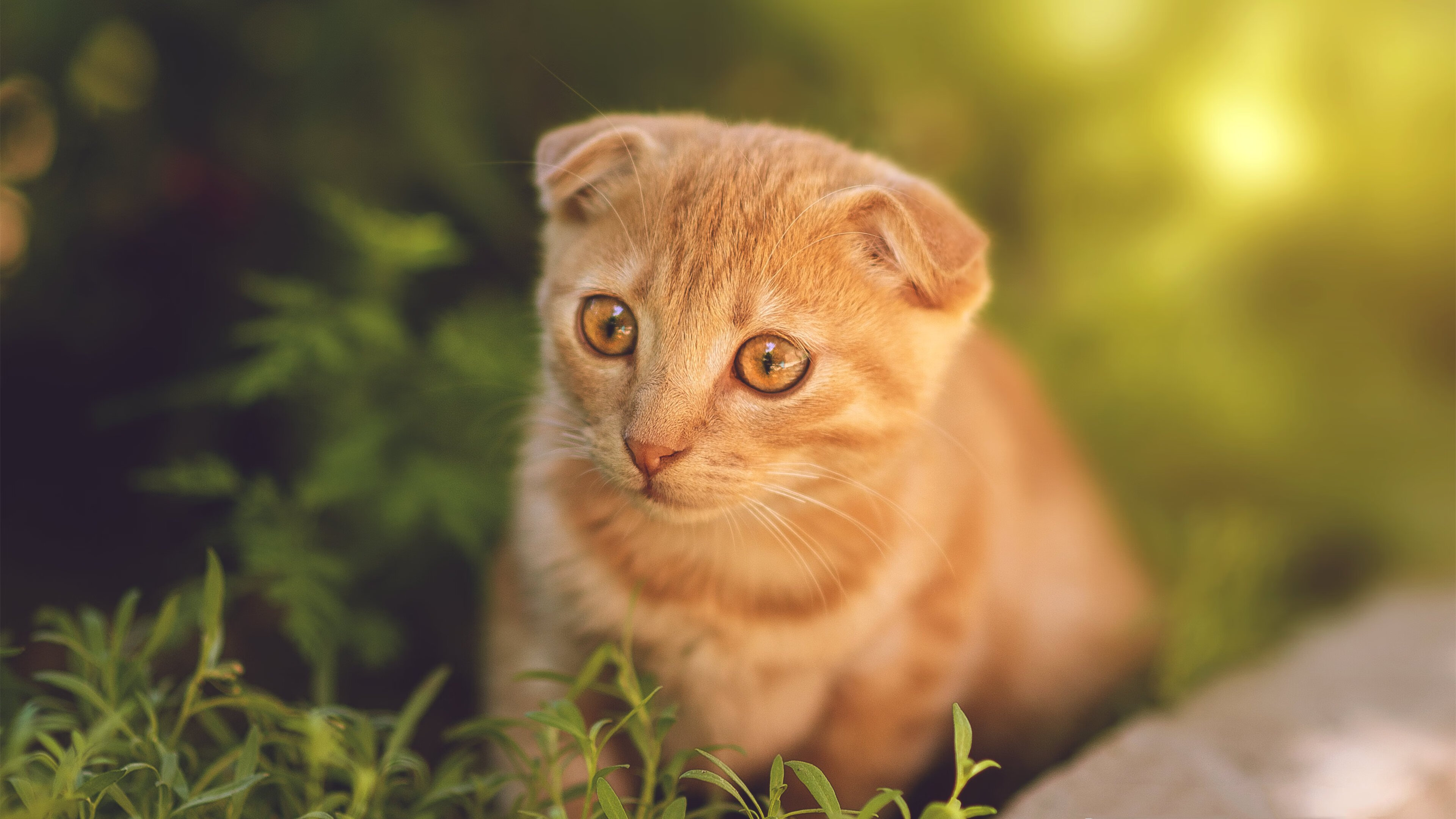 爱游戏体育平台-荷兰队在欧洲预赛中充分发挥，士气高昂