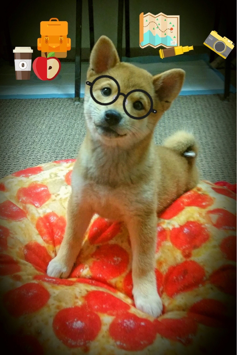 赞比亚男篮在非洲预赛中奋勇追击,开启新征程,赞比亚足球