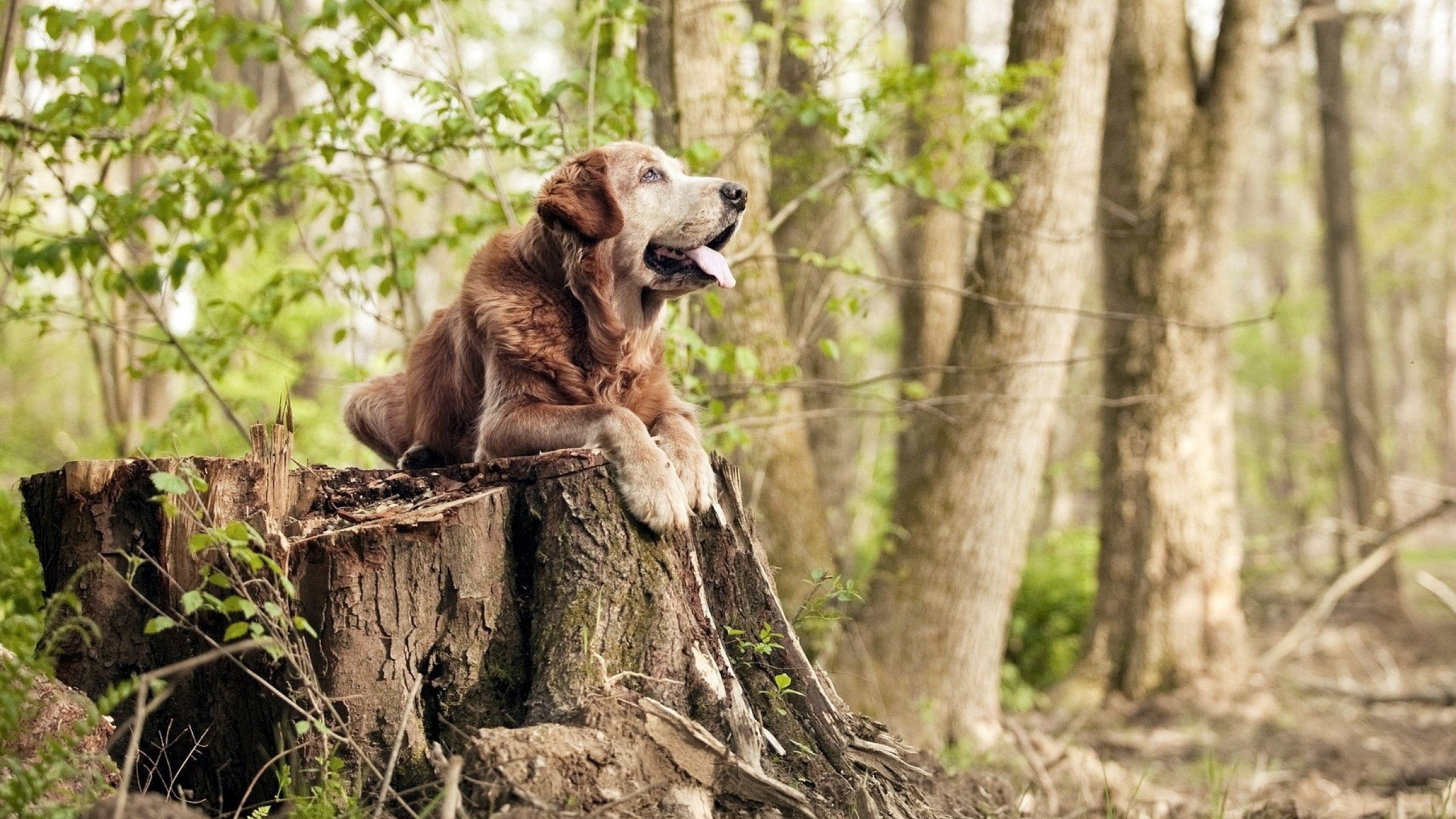 背泳转身动作流畅，技术提升明显，背泳教学视频分解动作